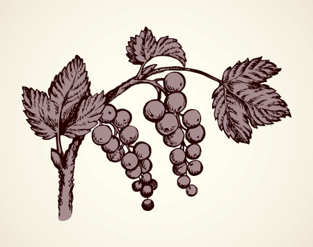 Fresh ripe Grossulariaceae isolated on light backdrop. Freehand linear dark ink hand drawn picture logo sketchy in retro art doodle cartoon style pen on paper. Closeup view with space for textのイラスト素材