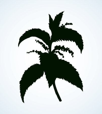 Fresh old perennial vegetarian urens weed on white background. Dark ink hand drawn logotype pictogram in art contour engraving print style. Closeup detail view with space for textのイラスト素材
