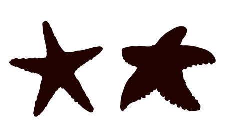 Small cute five armed Echinodermata Asteroidea on white sand backdrop. Dark ink hand drawn picture logotype in art retro contour style. Closeup top viewのイラスト素材