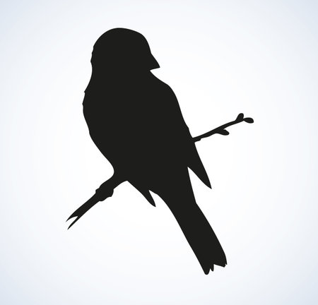 Tit, Paridae family isolated on white backdrop. Black ink hand drawn   sketchy in retro engraving style. Closeup view with space for textのイラスト素材