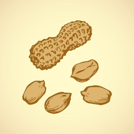 Small ripe raw tasty Arachis hypogaea pod isolated on white backdrop. Freehand outline ink hand...