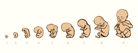 9 embryonic germ closeup age set on background. line black hand drawn inside zygote umbilic week trimester stage  pictogram design sketch in vintage art cartoon style on text space. Close up viewのイラスト素材