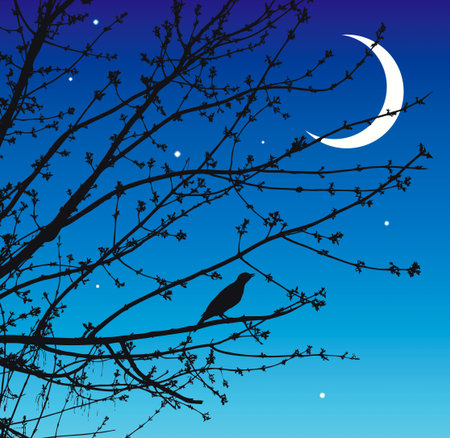 The beautiful singing of the nightingale warm spring nightのイラスト素材