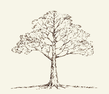 Big old birch twig scene picture view. White cloudy sky backdrop.のイラスト素材