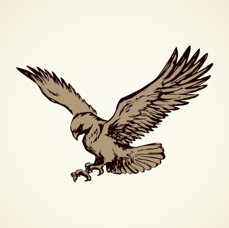 Big pride Hieraaetus accipitrine fly on white sky background. Freehand line brown ink hand drawn  emblem sketchy in art vintage scribble graphic style pen on paper. Closeup view and space for textのイラスト素材