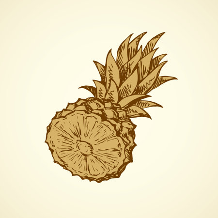 Yummy sappy pinapple comosus fruitful isolated on white backdrop. Freehand outline black ink hand drawn pictureのイラスト素材