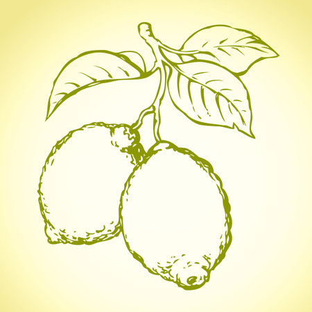 Tasty ripe raw fresh sappy lime fruitful on tree sprig isolated on white backdrop. Freehand outline ink hand drawn picture sketchy in art doodle style pen on paper. View closeup with space for textのイラスト素材