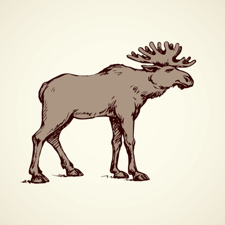 Huge northern alces wapiti stand on white backdrop. Freehand linear dark ink hand drawn picture   sketchy in art scribble retro style pen on paper. Closeup side view with space for text on skyのイラスト素材