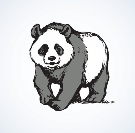 Big cat-foot Ailuropoda melanoleuca standing on light backdrop. Freehand linear dark ink hand drawn picture   sketchy in art retro scribble style pen on paper. Closeup side view with space for textのイラスト素材