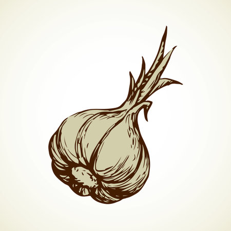 Ripe dry eco Allium sativum fruitful isolated on gray backdrop. Freehand linear black ink hand drawn picture   sketchy in art scribble graphic style pen on paper. Closeup view with space for textのイラスト素材
