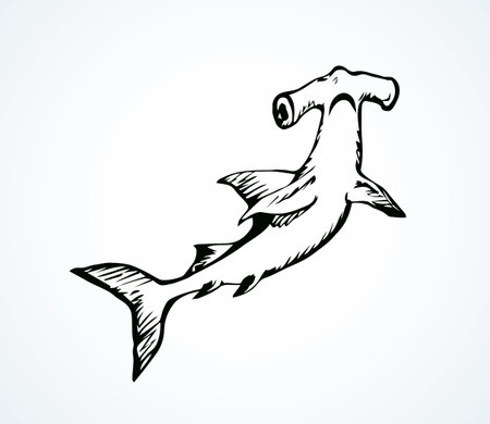 Great bonnethead Sphyrna mokarran on white backdrop. Freehand linear black ink hand drawn picture sketchy in art retro doodle contour graphic style pen on paper. View closeup with space for textのイラスト素材