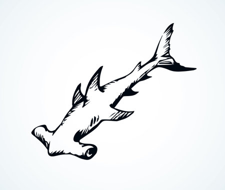 Great bonnethead Sphyrna mokarran on white backdrop. Freehand linear black ink hand drawn picture sketchy in art retro doodle contour graphic style pen on paper. View closeup with space for textのイラスト素材