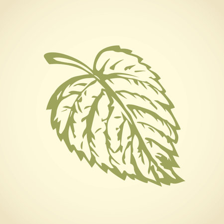 Big fresh raw heart shape leaf isolated on white backdrop. Freehand outline ink hand drawn picture sign sketchy in art retro scribble style pen on paper. Closeup detail macro view with space for textのイラスト素材