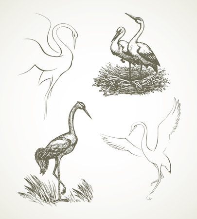 Beautiful grace lake Ciconiidae shadoof isolated on white background. Freehand outline ink hand drawn symbol sketchy in art scribble retro style pen on paper. Closeup side view with space for textのイラスト素材