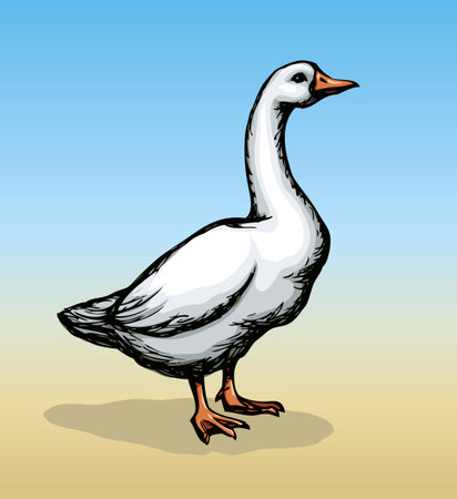 Big old curious fluffy water Anser swan family Anserinae stand on sand isolated on blue sky backdrop. Freehand color hand drawn sign sketchy in art scribble retro style. Closeup view with space for textのイラスト素材