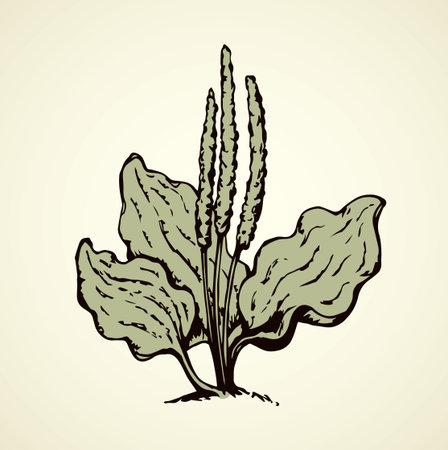Green eco medicine greater psyllium broadleaf stem on white backdrop. Freehand outline black ink hand drawn picture emblem in retro art doodle engraving silhouette style with space for textのイラスト素材