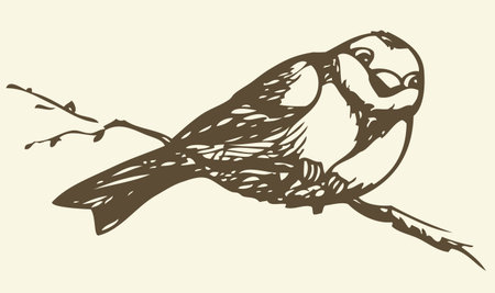 Vector drawing of series of monochrome sketches "Birds". Tits, chickadees, and titmice constitute Paridae, a large family of small passerine birds which occur in the northern hemisphereのイラスト素材