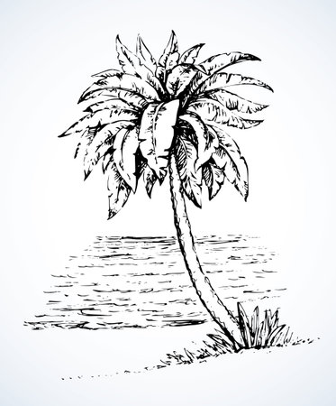 Summertime exotic scenic view with space for text on white sky backdrop. High lush coconut palmtree plant on bay. Freehand ink hand drawn picture sketchy in art retro scribble etch style pen on paperのイラスト素材