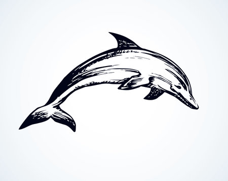 Big fun cheerful cetacean breach on light backdrop. Outline dark ink hand drawn funny pet pictogram logotype emblem sketchy in art retro engrave doodle style pen on paper space for text. Side viewのイラスト素材
