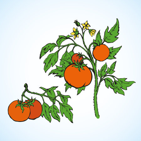 Ripe raw big juicy fresh orange tasty solanum tomato on twig isolated on white backdrop. Bright color hand drawn tomatoe sign logo sketchy in vintage art doodle style. Closeup view with space for textのイラスト素材