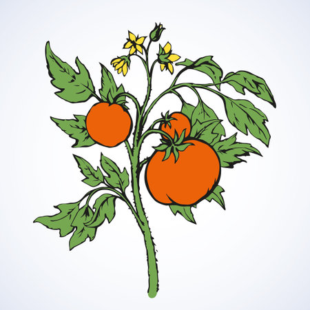 Ripe raw big juicy fresh orange tasty solanum tomato on twig isolated on white backdrop. Bright color hand drawn picture sketchy in vintage art doodle style. Closeup view with space for textのイラスト素材