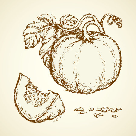 Tasty raw ripe fresh sappy musk galia fruitful on white backdrop. Freehand linear black ink hand drawn cantalupe sign icon sketchy in art scribble style pen on paper. View closeup and space for textのイラスト素材