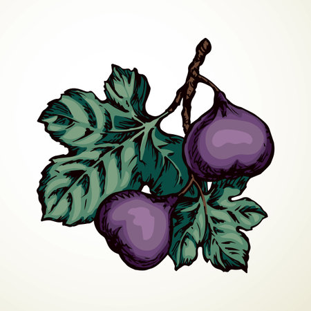 Bright color hand drawn big raw fresh yummy dessert emblem pictogram design retro art doodle line print style. Closeup macro view bio eco health autumn season grow floral white sky text space backdropのイラスト素材