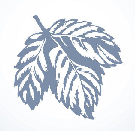 Outline black ink hand drawn emblem label design set retro art doodle engrave line print style. Close up macro view big fresh juicy grow wine vein leaflet sheet object. Light paper text space backdropのイラスト素材