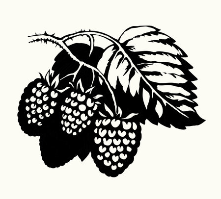 Bright hand drawn raw red razz twig floral farm emblem pictogram design retro art doodle outline print style. Close up view bio eco health dessert season farming flora.のイラスト素材