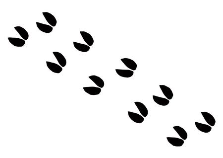 Cute flat hooves moose horse chamois stamp element set mud sand road backdrop. Closeup top macro view line hand drawn hunt elk impala cattle livestock zoo vet sketch design modern web art doodle styleのイラスト素材