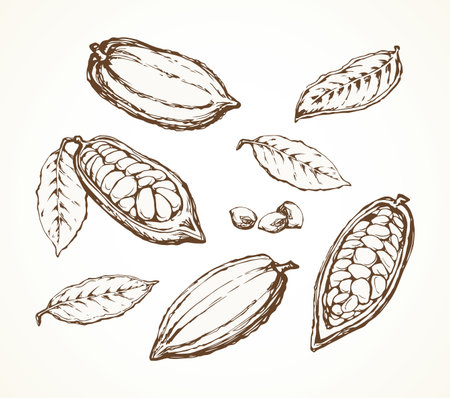 Big old dry theobroma set on white backdrop. Outline black ink hand drawn menu object logo pictogram emblem design sketchy in art antique doodle etched style pen on paper space for text. Closeup viewのイラスト素材