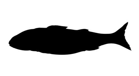 Line black ink hand drawn big raw simple lake Cyprinus carpio menu concept logo emblem old retro biblic Christ art doodle engrave cartoon print style. Closeup small wild sea shore bass still life viewのイラスト素材