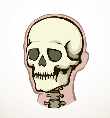 Closeup front view old natur craniu noggin hole part spine care scan x ray life death set Hand drawn line xray dead spinal column injury ill pain exam vintage abstract outline art cartoon conceptのイラスト素材