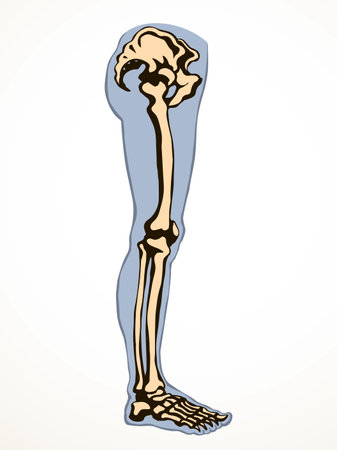 Front view old woman sick injury toe muscl tissue part ache hospital surgery care scan x ray radius white Black hand drawn femal upper fibular ankle injur medic xray ill pain exam line sketch artのイラスト素材