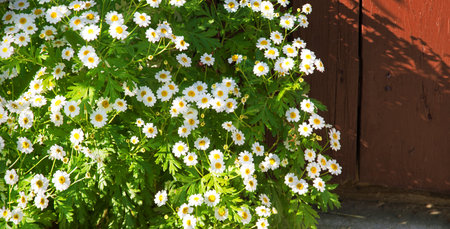 Old retro art sun yard weed grass lawn field barn scene light color text copy space. Beauty bright lush bud petal bush plant bunch spa symbol decor greet eco day card close up macro scenic view bannerの写真素材