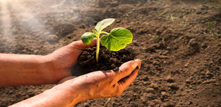 Old male human worker arm help sow begin young small green salad baby root sunny new life hope hobby. Closeup botany country view good fresh wet fertile humus mud bio eco food crop sun light conceptの写真素材