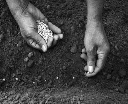 Old human woman worker arm put begin young small root stem produce new life hope love hobby. Closeup macro view botany country good girl fresh wet fertile humus compost mud bio eco food crop conceptの写真素材