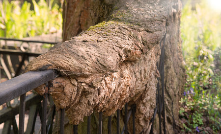 Closeup dark brown grew dry dead root eat devour cross die stem rustic rural street life scene....
