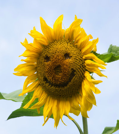 Close up macro view cute old village flora leaf day art large oil seed helianthus isolated park sun blue backdrop scene.の写真素材