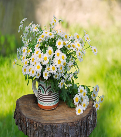 Old retro rural stump desk board weed art sun scene light color text copy space. Beauty delicate bright lush bud bush plant bunch spa symbol decor greet eco day card close up macro scenic view bannerの写真素材