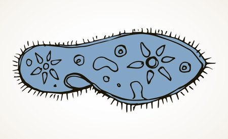 Abstract oval shape tiny protist amoeba organelle pellicle parasite element. Line black hand drawn lab microbe icon sign symbol pictogram diagram sketch Art doodle cartoon style design. Closeup viewのイラスト素材