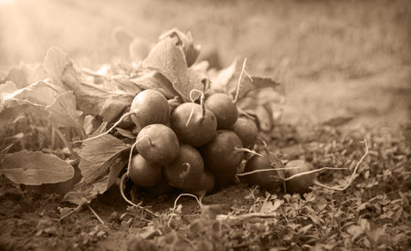 Old rustic close up rural work life pick row beetroot fertile mud humus dirt land care outdoor hobby. Closeup side view good fresh raw ripe wet pink diet beet salad herb pile eco bio day concept ideaの写真素材