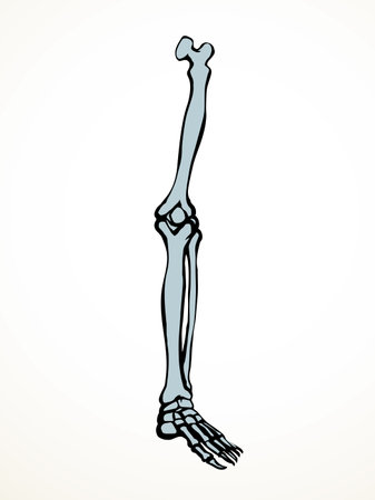 Front view old woman sick injury toe muscl tissue part ache hospital surgery care scan x ray radius white logo Black hand drawn femal upper fibular ankle injur medic xray ill pain exam line sketch artのイラスト素材