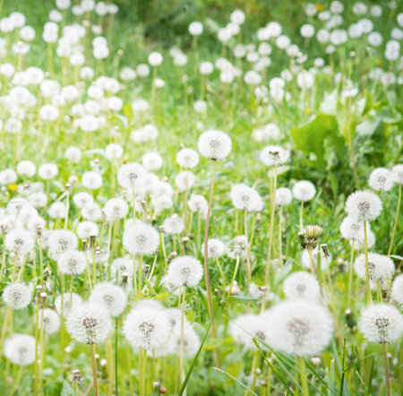 Closeup country wind eco life scene warm herbal land green color botany art. Close up macro scenic view bright stem grow fluffy windy blow ball mood blur soft yellow sun day text space allergy conceptの写真素材