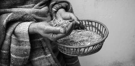 Close up view poor female ripe dry rice plant growth heap grate. Retro biblic hunger full dirty healthy male peasant arm pour eco thrash dirt wicker strain grow bible age grow garden quality conceptの写真素材