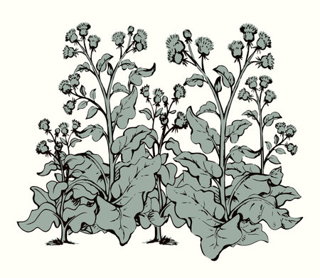 Cultivated big old green edible cosmetic bunch symbol set. White sky text space. Outline black ink hand drawn eco bio oil object logo sign icon emblem design. Retro art doodle line style. Closeup viewのイラスト素材