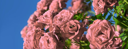 Old retro art rural soft sun light pink color aroma head text copy space. Beauty delicate rustic green festive bright lush spring big bud petal bunch spa symbol decor greet day gift card close up viewの写真素材