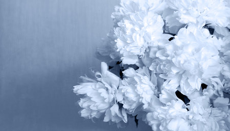 Old retro age art light still life text copy space Beauty gentle rose cut dahlia bunch happy big lush branch bud plant bunch still life bridal decor greet day card close up macro view morn park bannerの写真素材