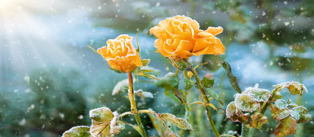 Dry wintry rural forest fresh bud white morn sun sky text space. Close up macro sad throw away view wet wild red wilt green shrub pink twig stem cool day joy scene cardの写真素材