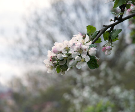 Beauty close up delicate light gentle scent aromat small pink twig by bright text space backdrop. Closeup macro detail view flourish chinese burgeon pistil stamen dark green joy may even sunset sceneの写真素材